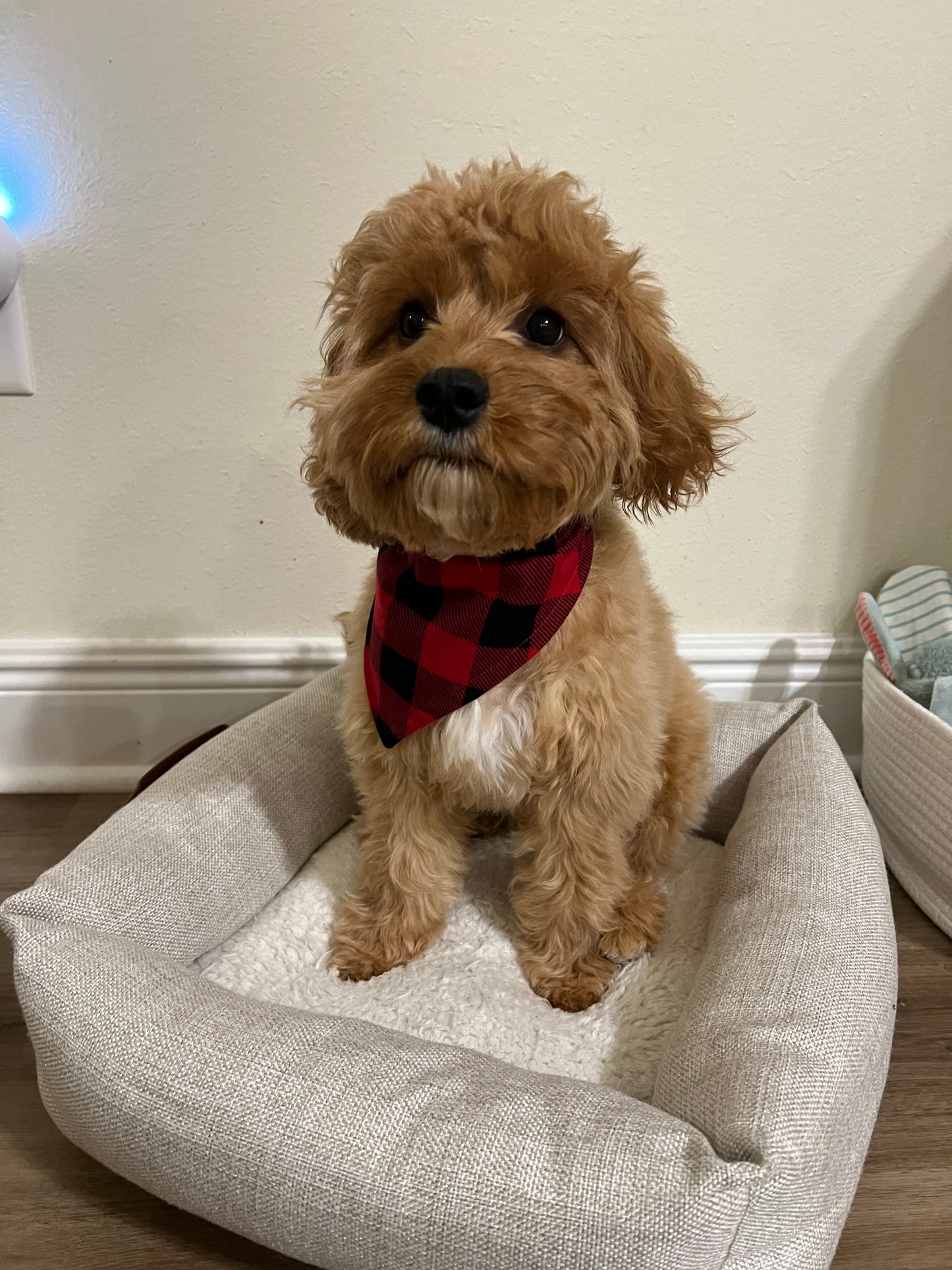 Christmas Trucks & Plaid Reversible Bandana